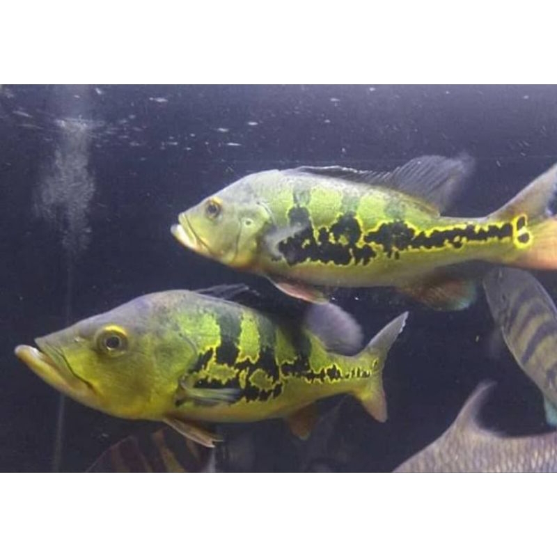 PBASS MONO UK 5 CM AKTIF