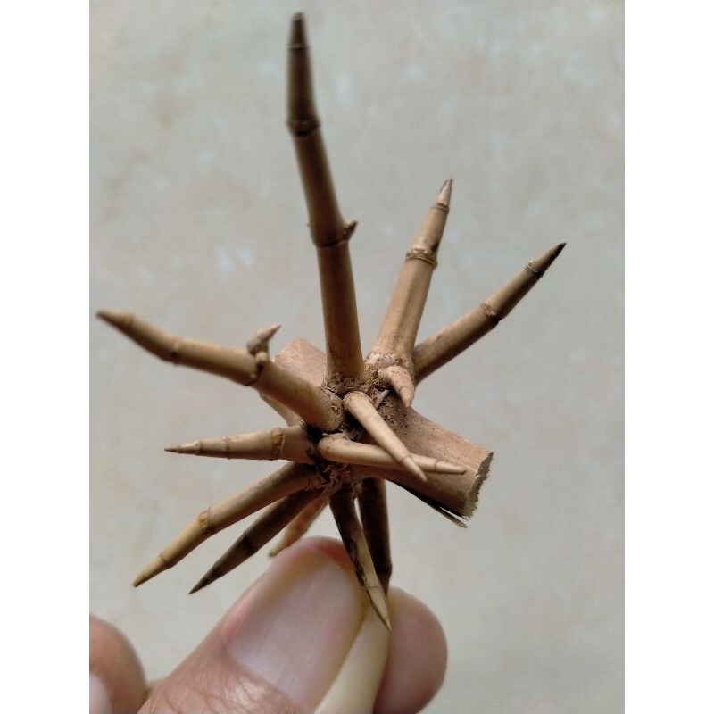 BAMBU UNIK RANTING PETUK CARANG SEWU SANGAT LANGKA
