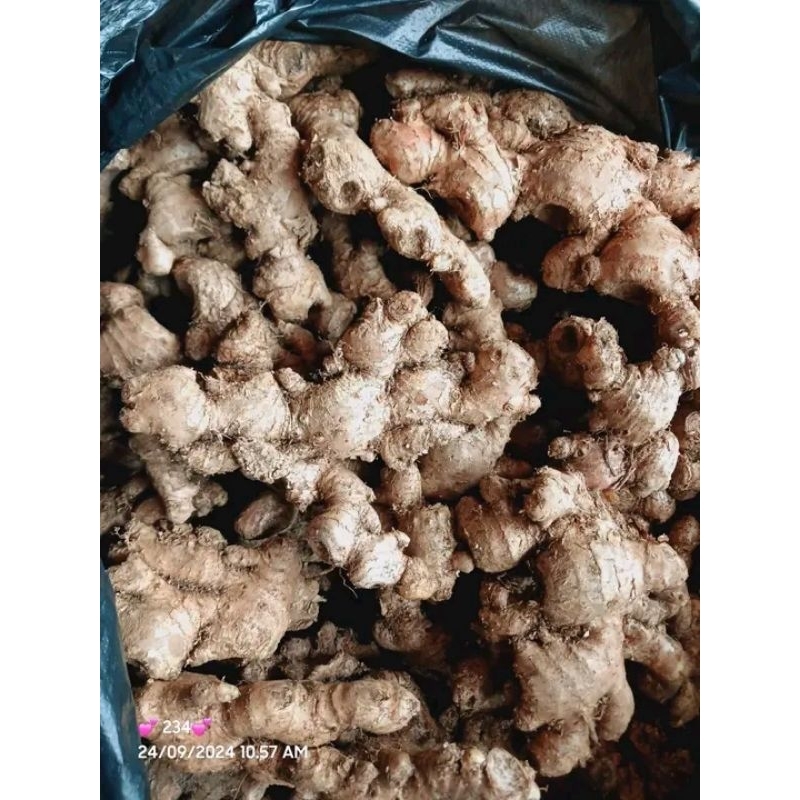 

JAHE EMPRIT SUPER PEDAS 1kg