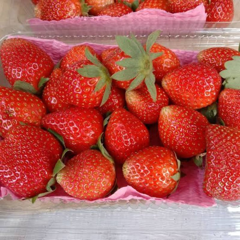 

Buah Strawberry Organik Fresh - 500gr