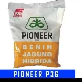 BENIH JAGUNG HIBRIDA  PIONEER P36 KEMASAN 1KG