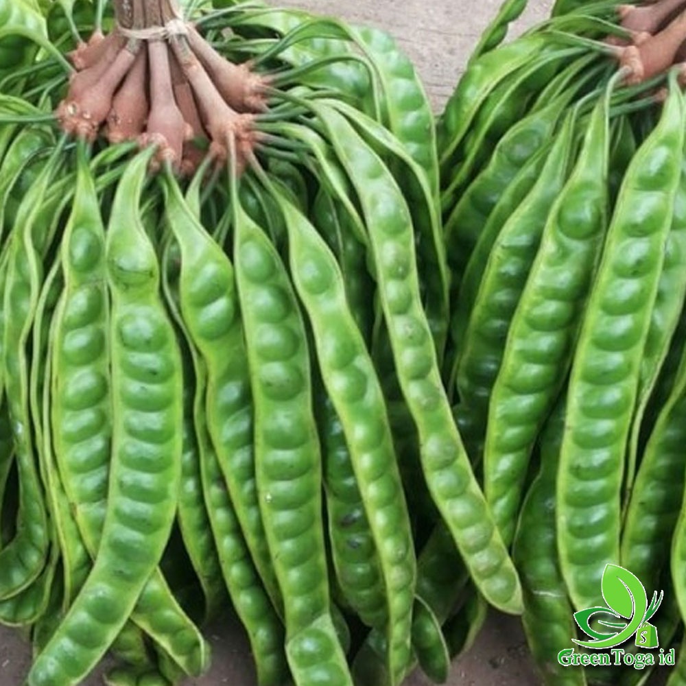 

OBRAL MURAH Pete petai 1 lonjor harga 1.500 Saja