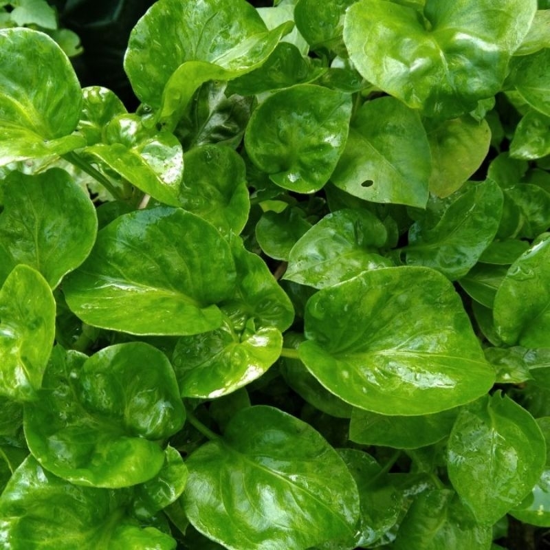 Bibit Bayam Brazil hidroponik plus netpot