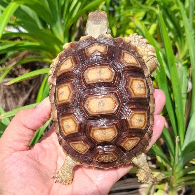 PROMO PELET SULCATA SIZE 10CM BERGARANSI