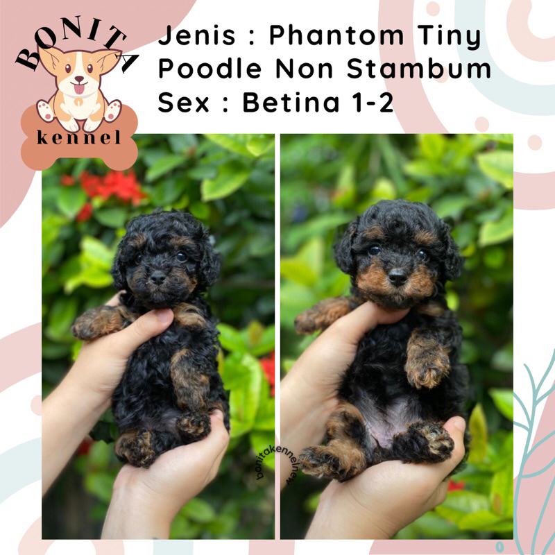 Phantom Tiny Poodle Non Stambum Anak Anjing Poodle Jantan Betina