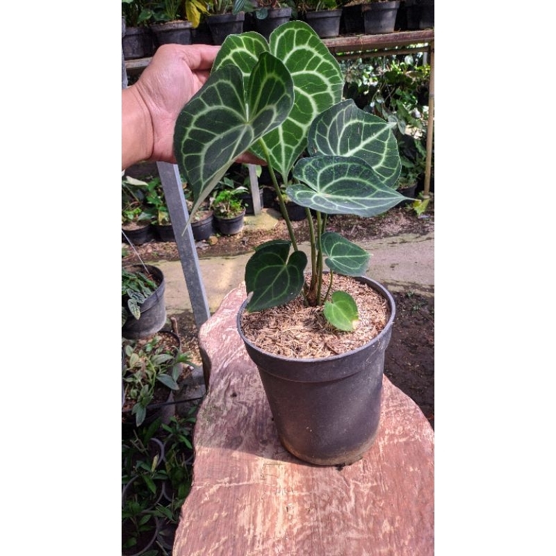 anthurium clarinervium / anthurium tarantula