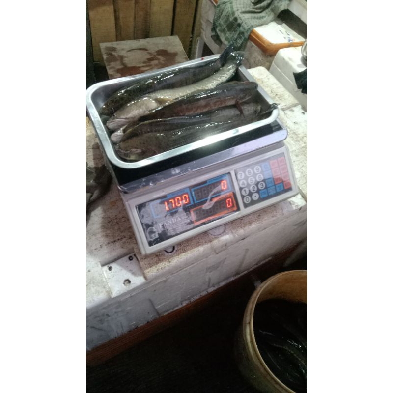 

RB IKAN GABUS MATI FRESS 1kg