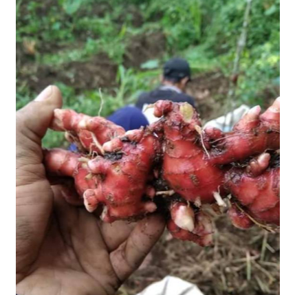 

Jahe Merah Medan / ukuran besar Berkualitas