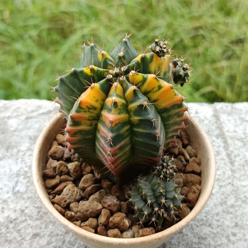 Kaktus Gymno Yellow Tiger Gymnocalyium Mihanovichii Variegata Limited Edition