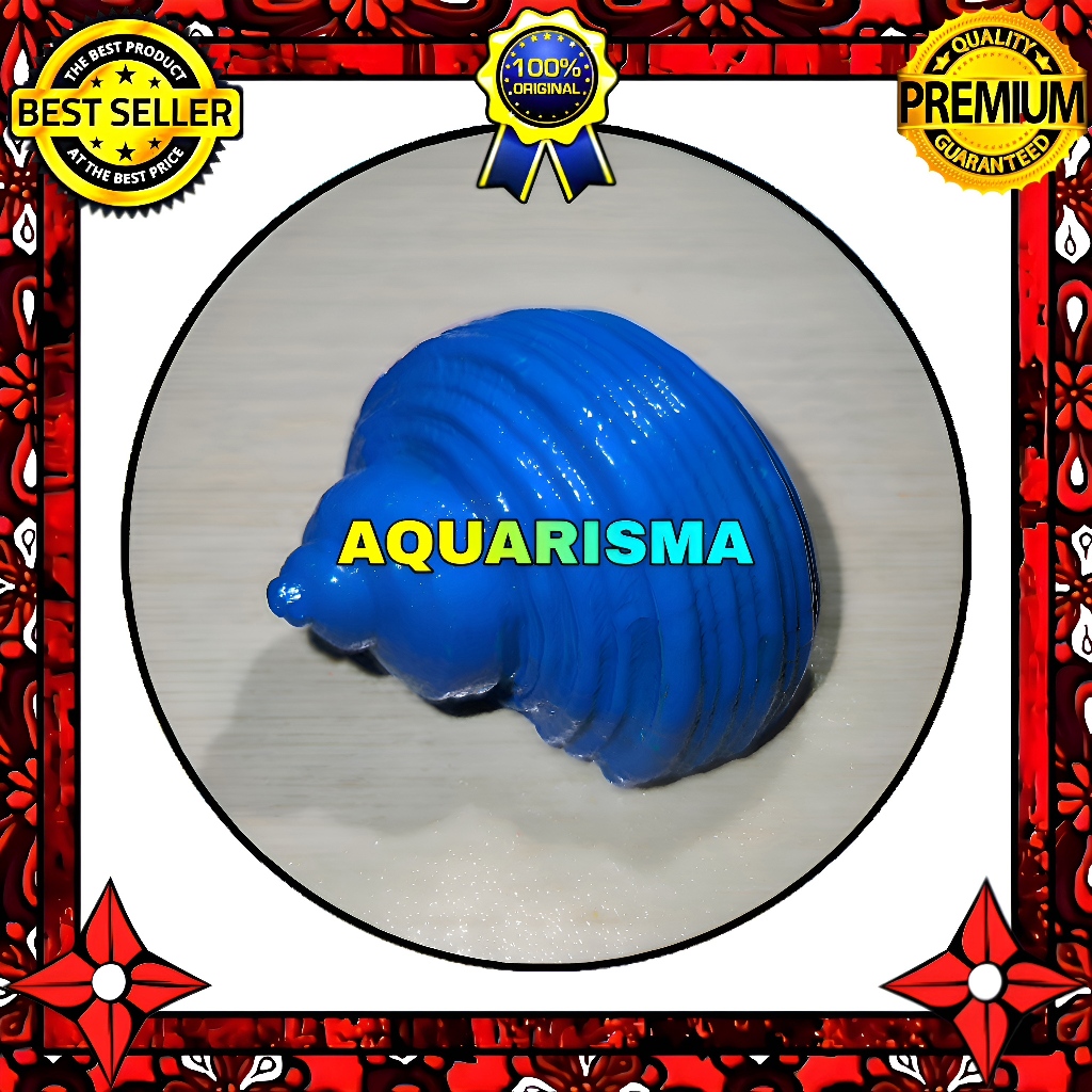 HIASAN DAN KOLEKSI - CANGKANG KEONG MDM MATA LEMBU TURBO TUMIDULUS BIRU GRADE A+