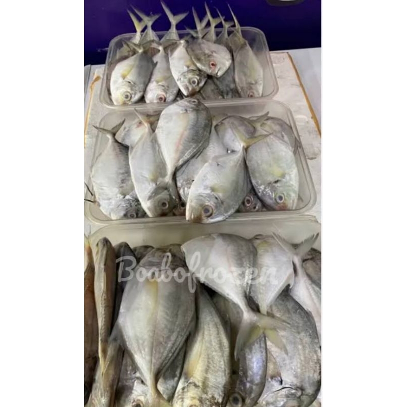 

ikan kue/kwe segar fresh dan frozen beku 1kg