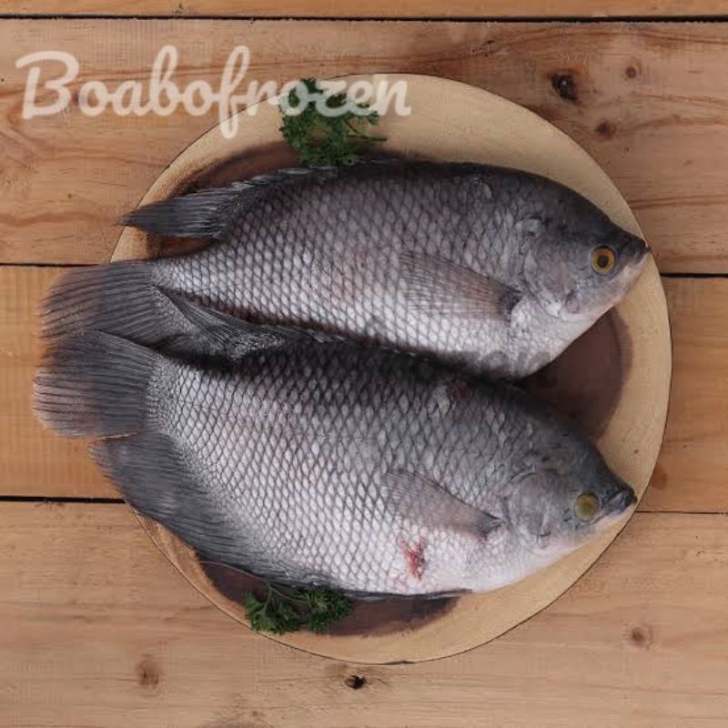 

gurame segar fresh dan frozen beku 1kg