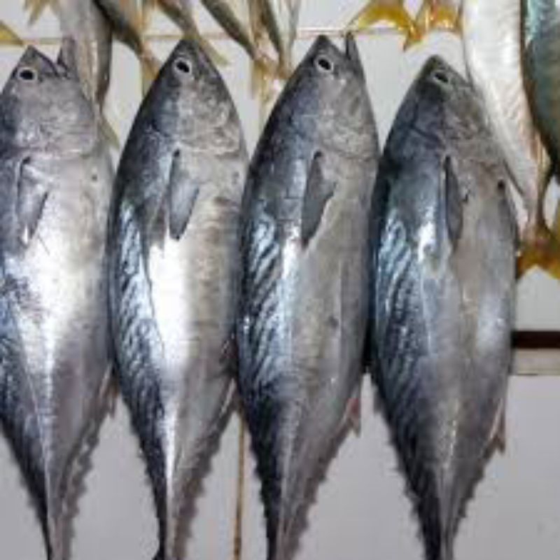 

Ikan Tongkol 1kg