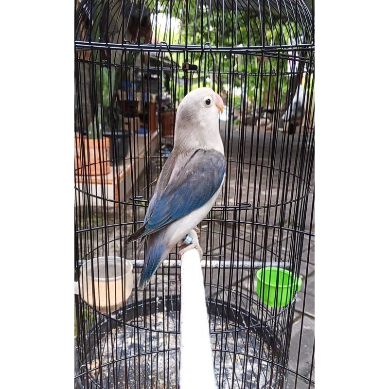 burung lovebird euwing blue betina fighter
