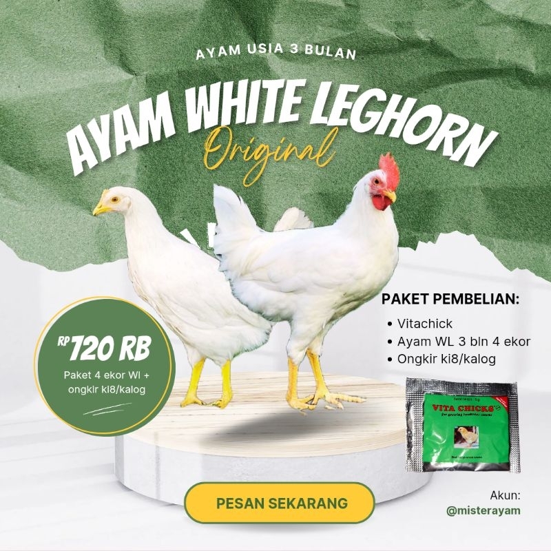 WHITE LEGHORN 3BLN ISI 4