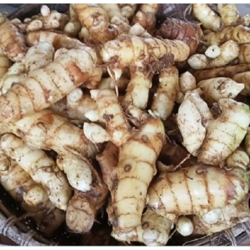 

TEMU PUTIH KONENG BODAS, KUNYIT PUTIH SEGAR 500GRAM