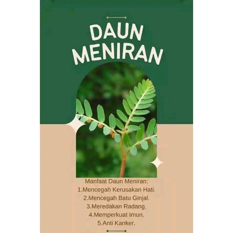 

DAUN MENIRAN 500gram segar