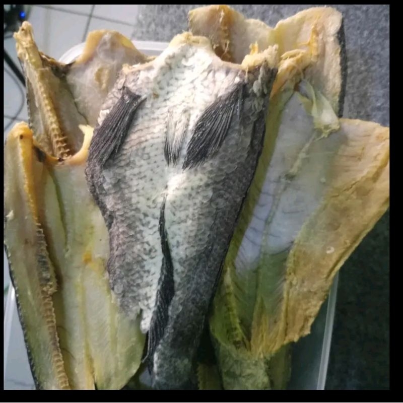 

ikan gabus/siyam