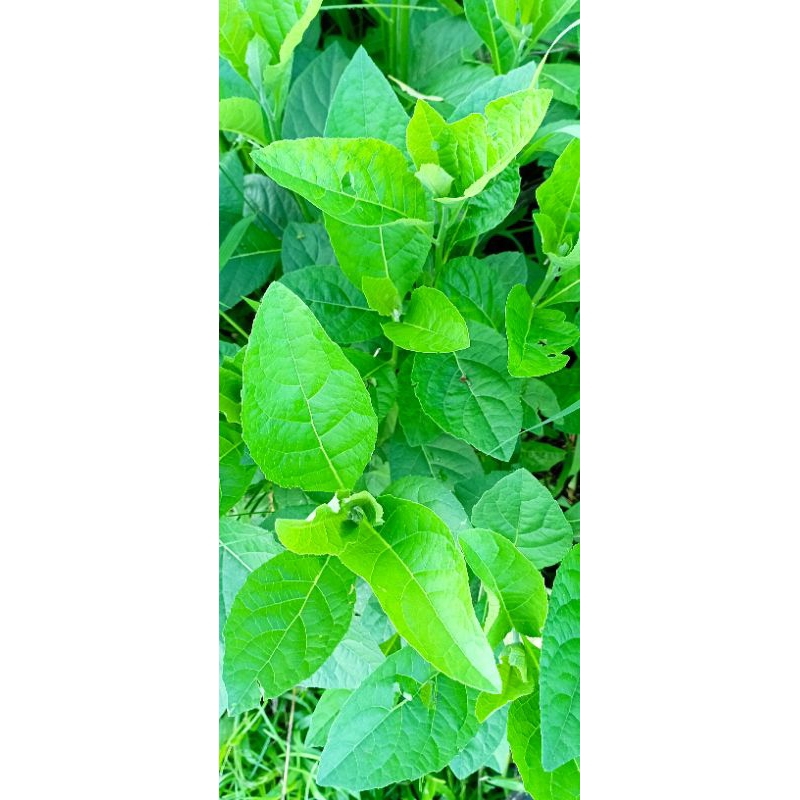 

Daun insulin sambung nyawa (daun afrika) paket 5 pohon kondisi segar