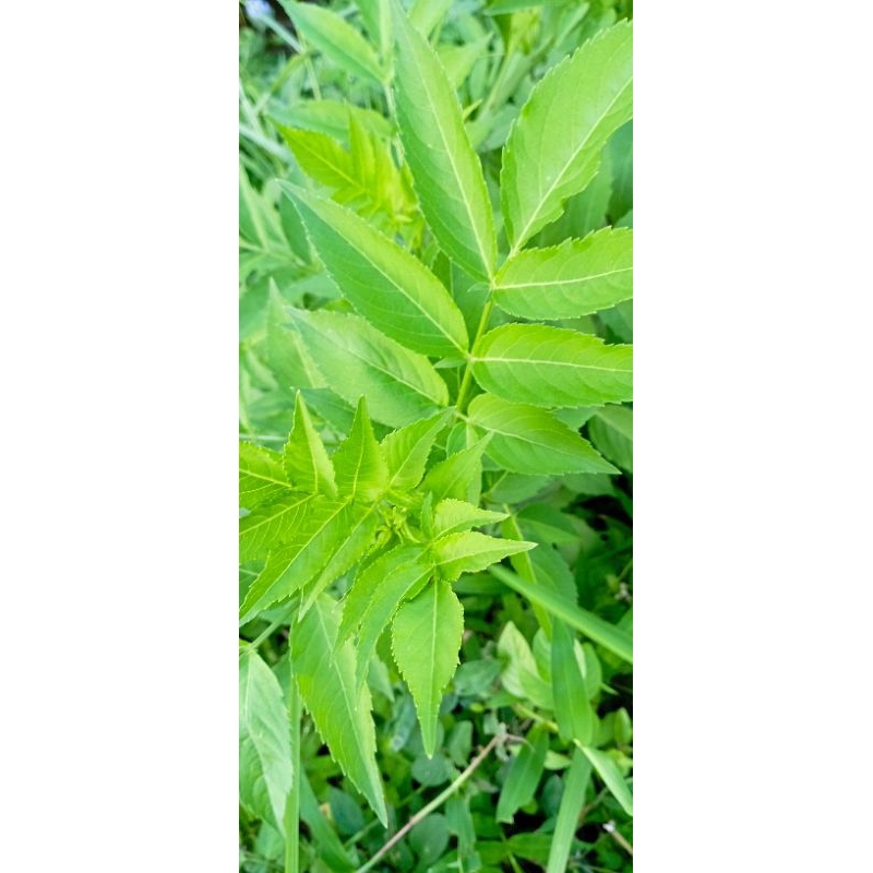 

Daun Sambucus atau tumbuhan sangitan 1 paket 5 tangkai dengan kondisi segar