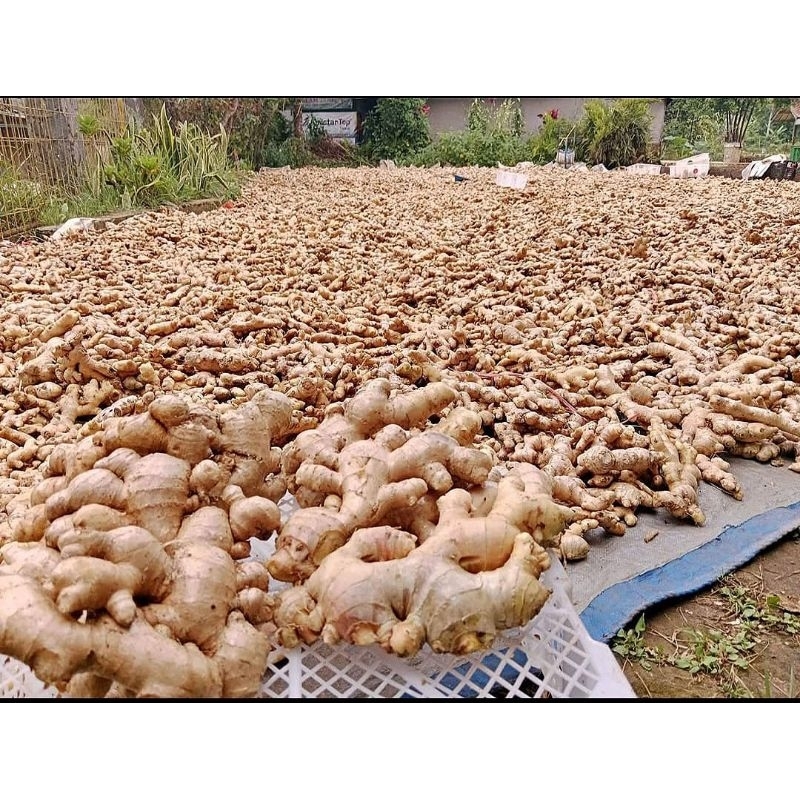 

Jahe emprit segar 1Kg