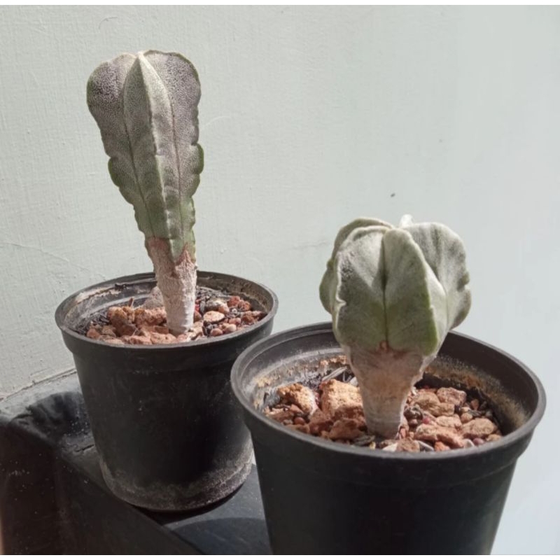 Astro, astrophytum myriostigma ownroot. Bibit kaktus astro myrio dari biji.