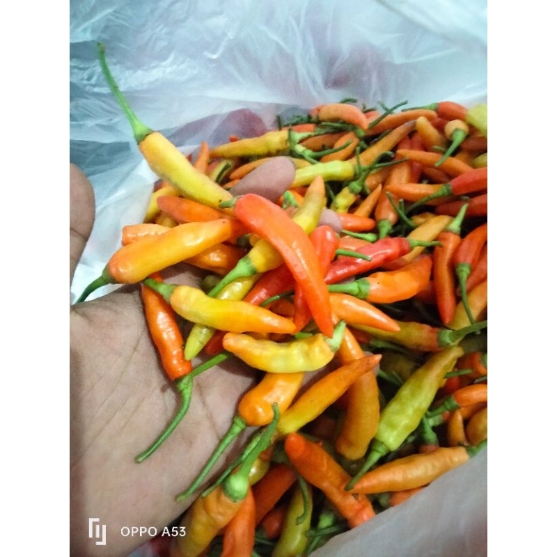 

cabai ORI - cabai ori kualitas premium