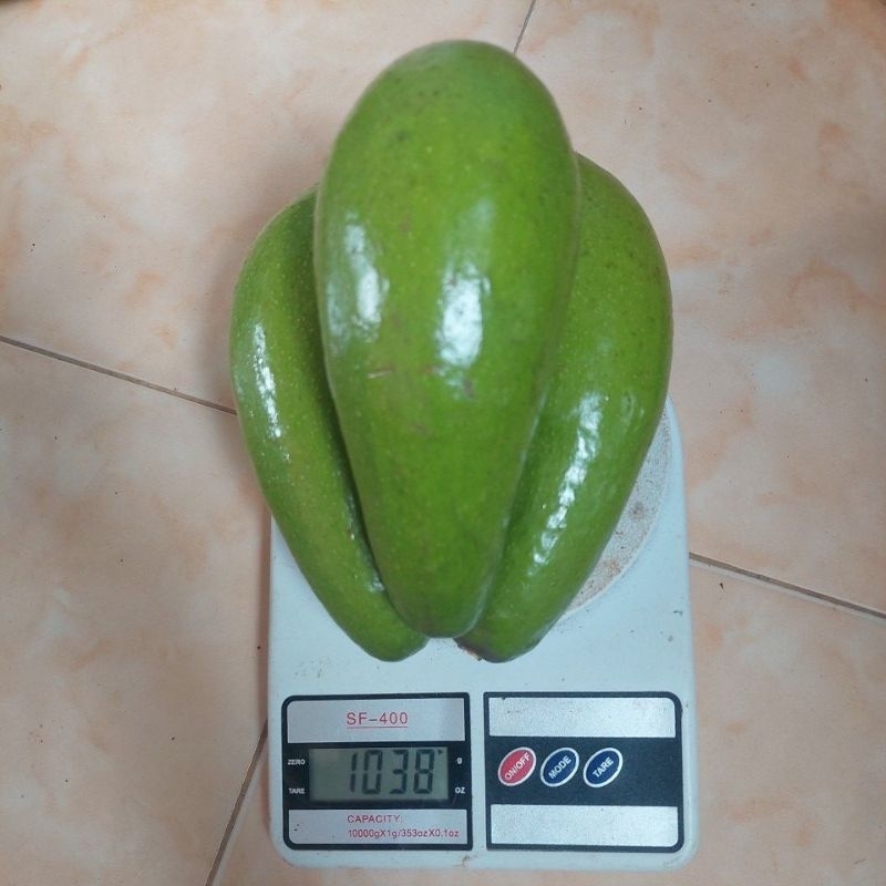 

Alpokat Aligator Asli Boyolali Isi 3