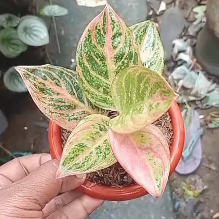Aglonema Maeswara Bibit Bonggol