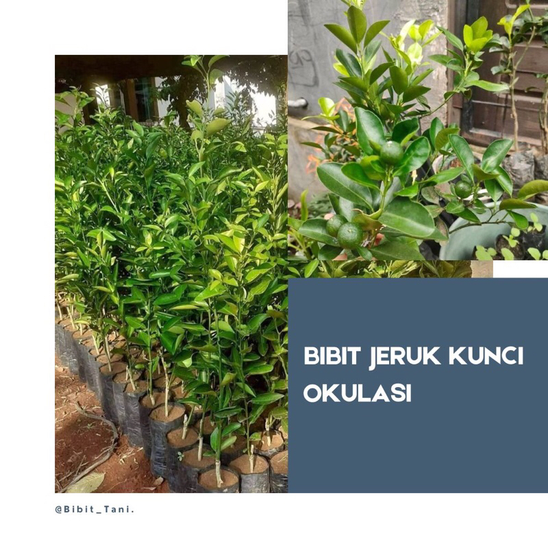 

Bibit jeruk kunci / Jeruk Peras Cina/ Jeruk KIP/ Jeruk Kalamonde (jeruk untuk sambal) asam manis