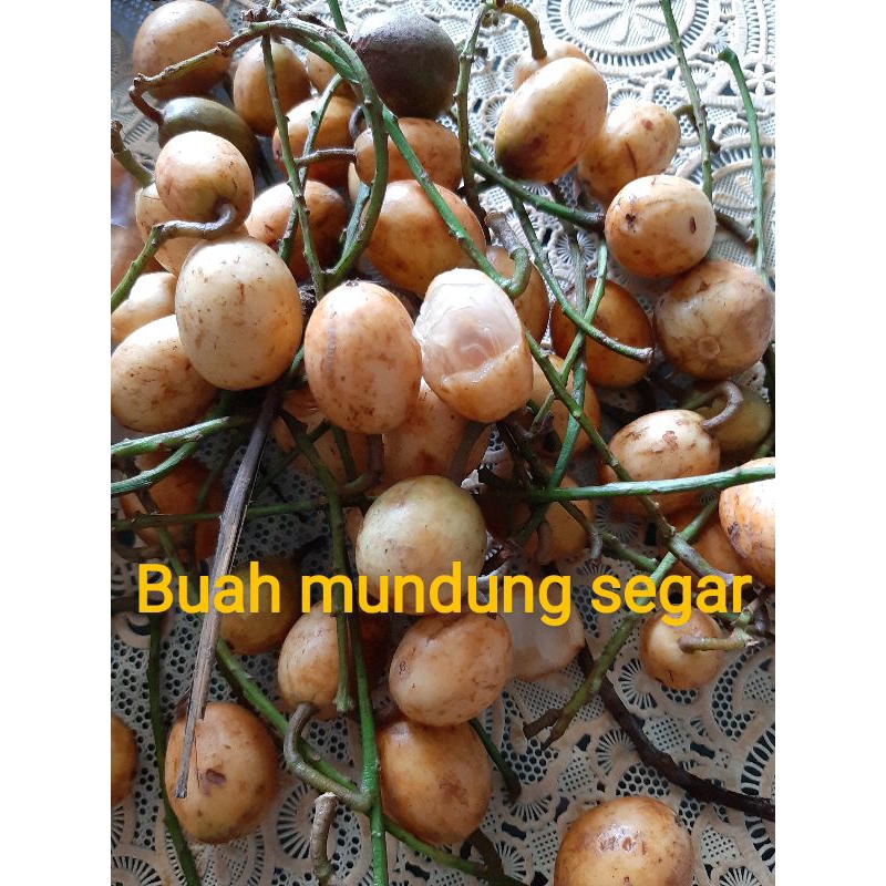 Buah mundung fresh segar satu kg