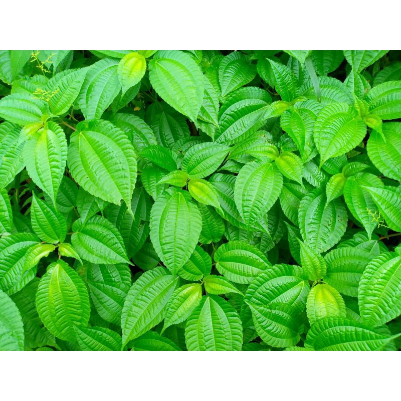 Tanaman Daun pohpohan segar 1 kg ,pohpohan lalapan,segar,lalap,termurah