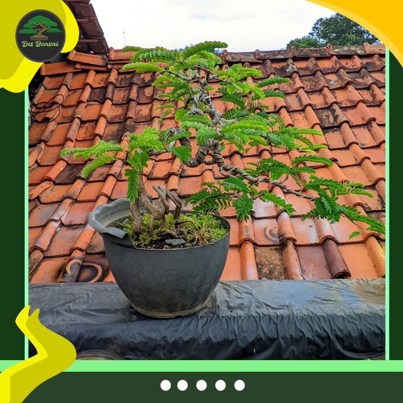 Bonsai asem
