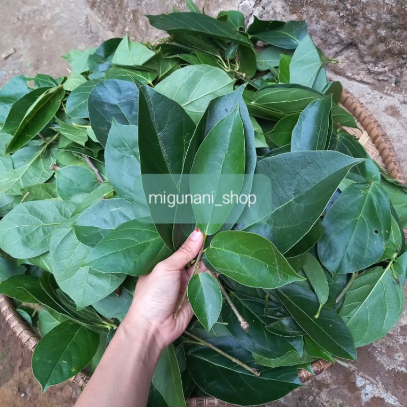 

Daun cincau perdu hijau fresh 1 kg organik hebal