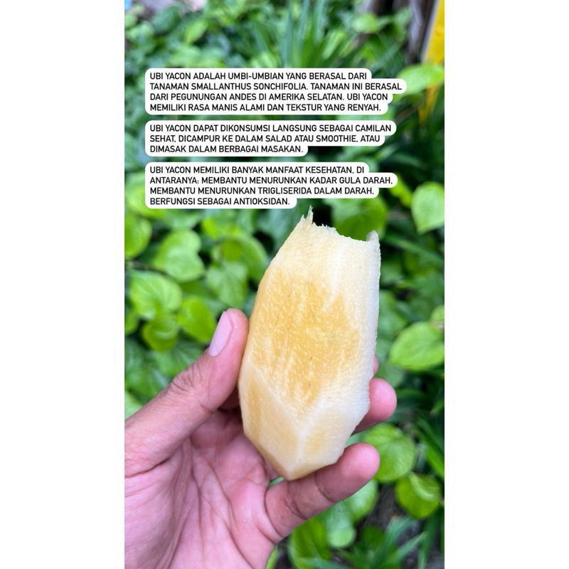 

Ubi Yakon/Yakun/Yacon - Limited Stock (harga/kg)