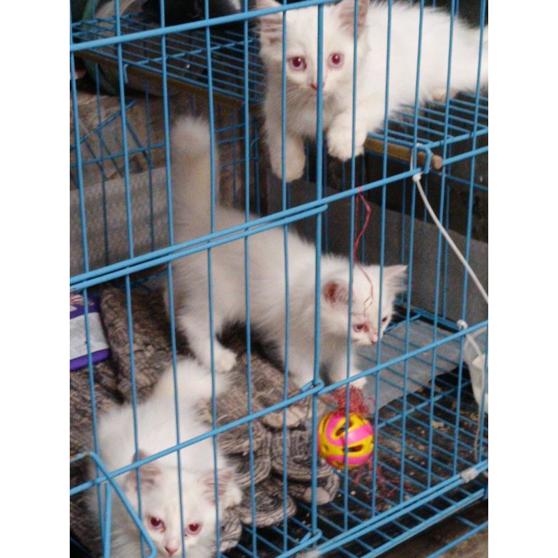 Anakan Kucing Persia Medium