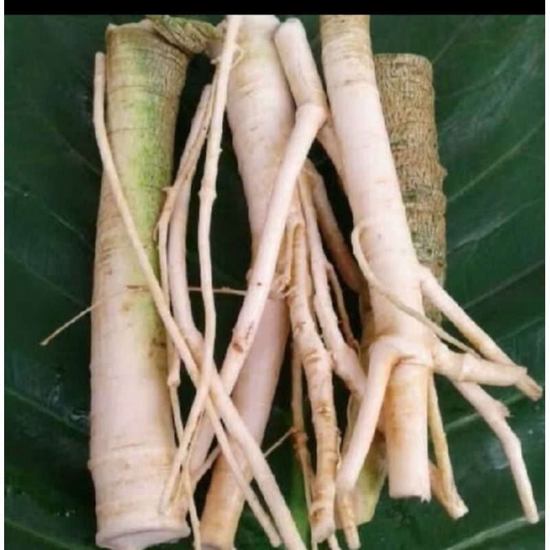 

Jual Akar pepaya segar 500 gram fresh