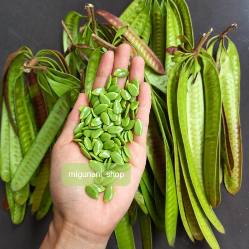 pete cina/petai china/mlanding 500 gram/lamtoro/botok/pepes landing organik fresh