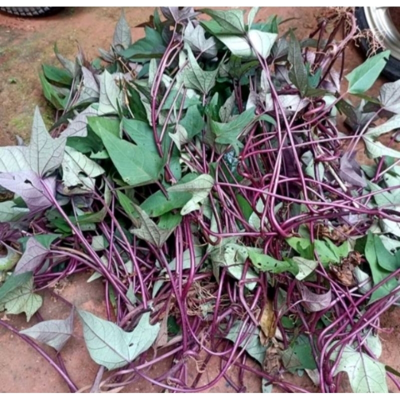 Bibit batang ubi/umbi jalar ungu, batang, daun, kulit dan daging ungu