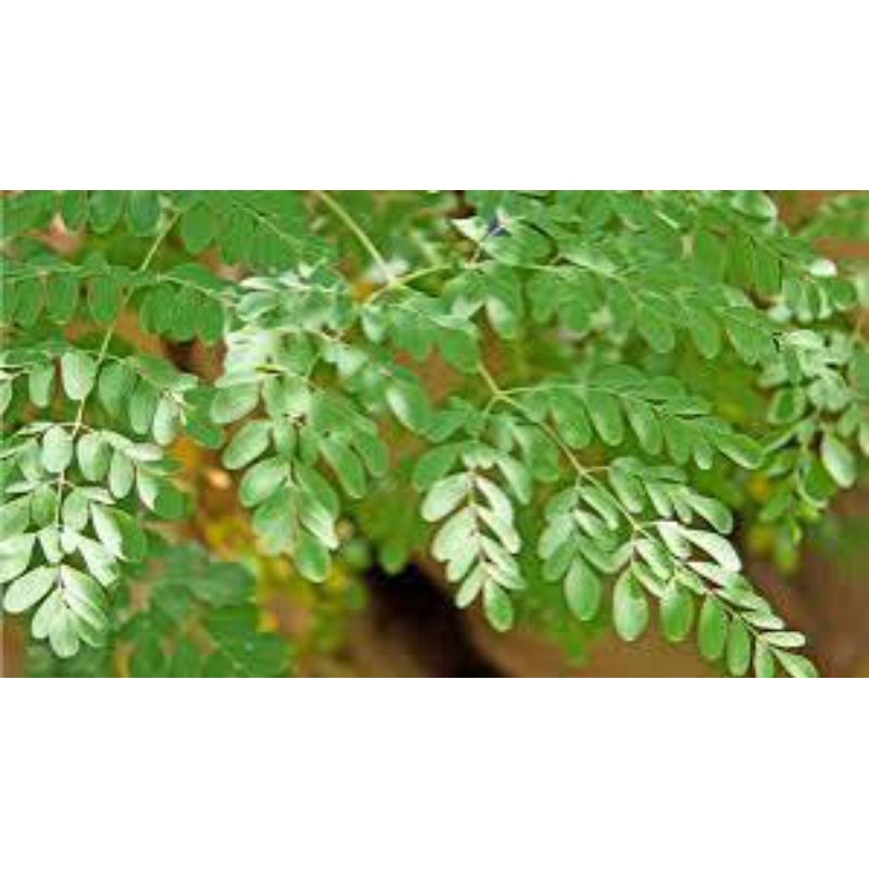 

daun kelor segar 500grm