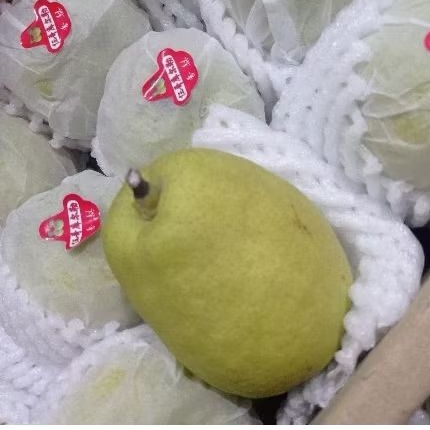 

Pear pir xianglie xiangli fragrant pir dus (7kg)