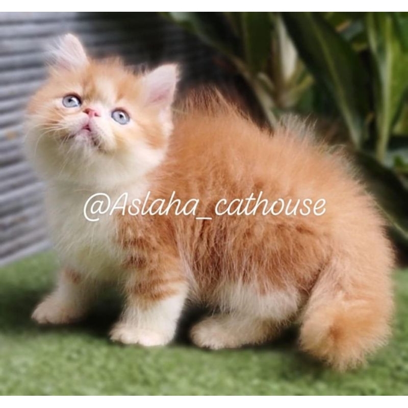 Anak kucing anggora/ kitten Persia himalaya jantan /kucing Persia flatnose jantan/kitten.peaknose/ku