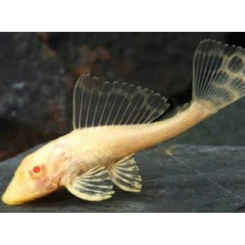 patin albino