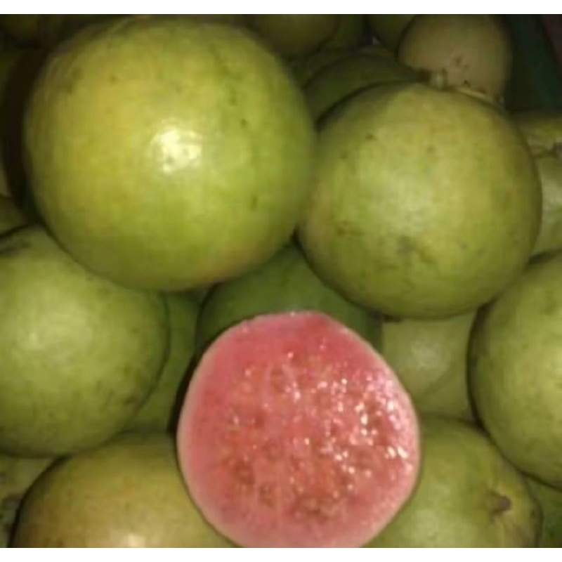 

Jambu merah super 1kg
