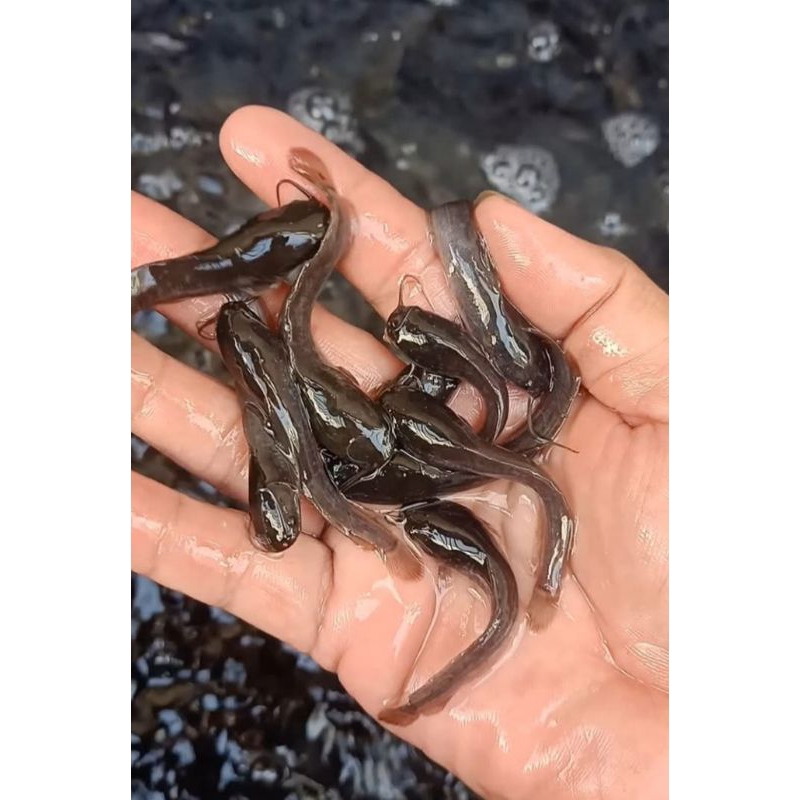 bibit ikan lele ukuran 4-5 cm paket isi 15 ekor