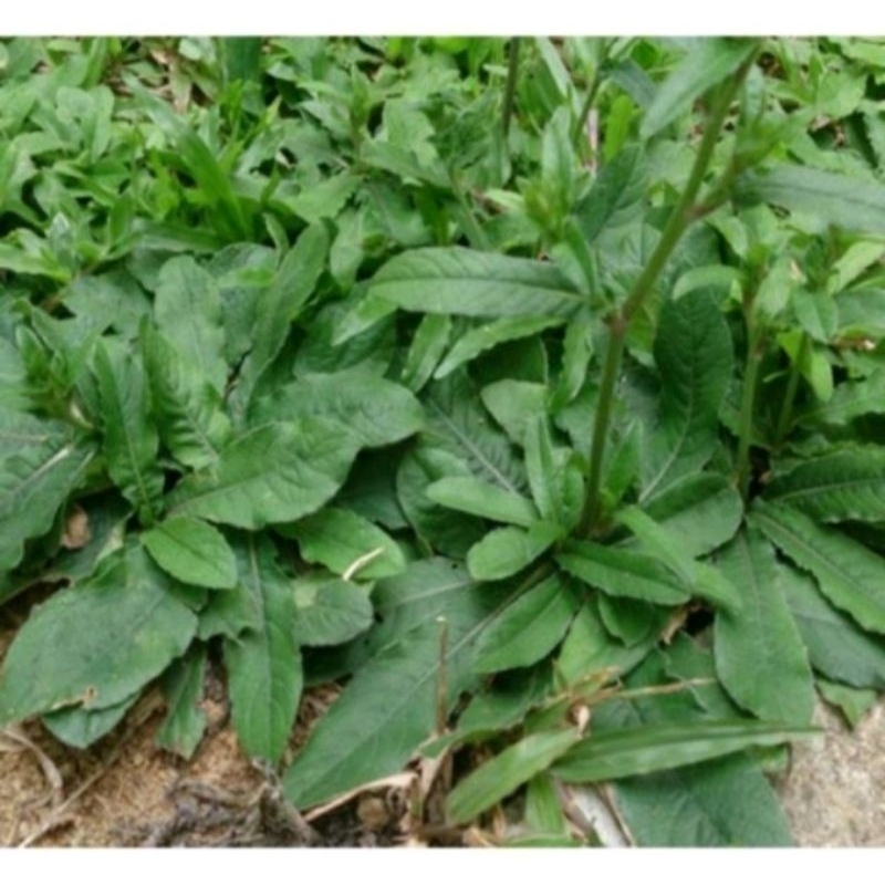 

15 biji (satu pohon+akar) tapak liman segar organik‼️obat kanker herbal