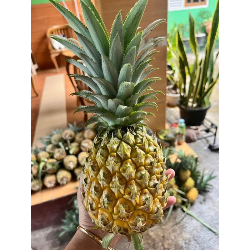 

NANAS MADU BELIK PEMALANG Grad A, NANAS MADU PILIHAN