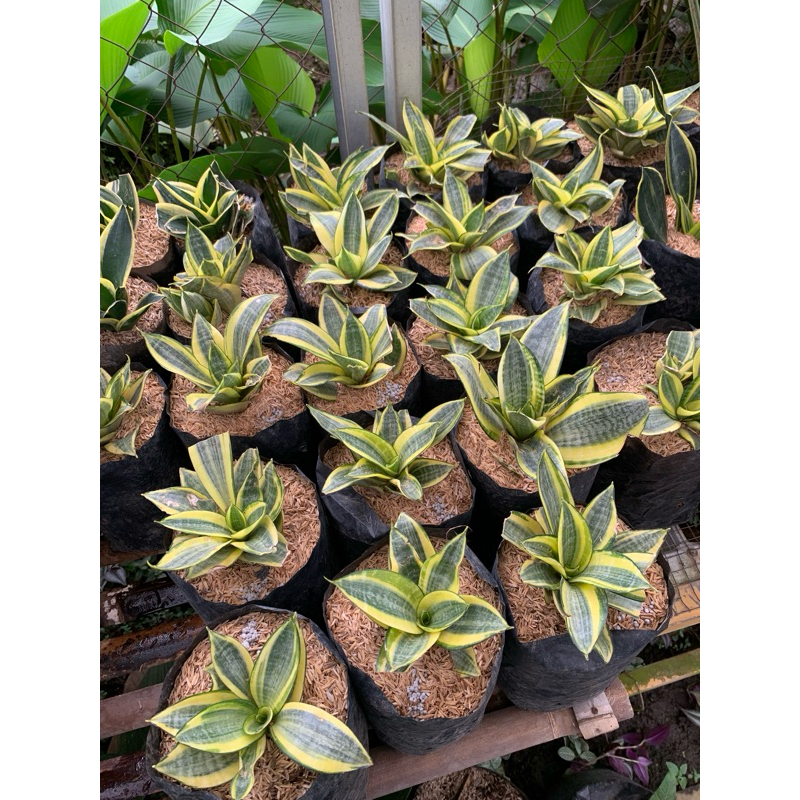 sansivera golden honey