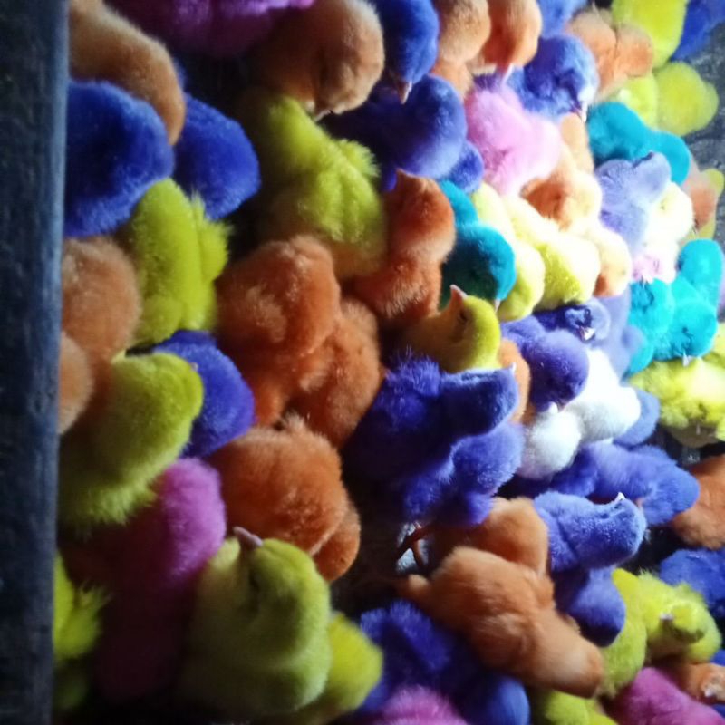 anak ayam warna warni 10 ekor