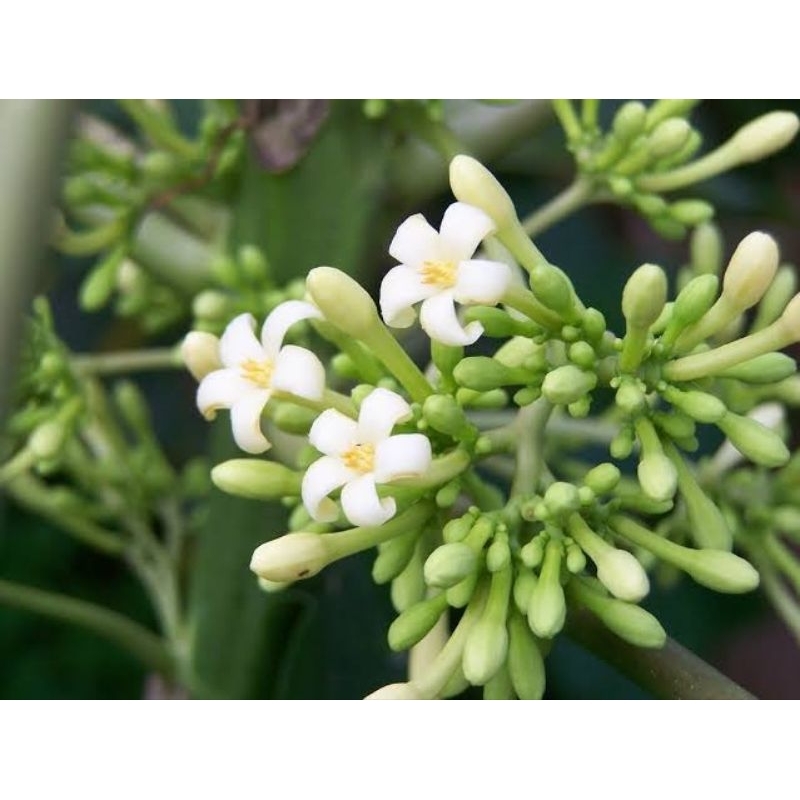 

BUNGA PEPAYA FRES/150 gram